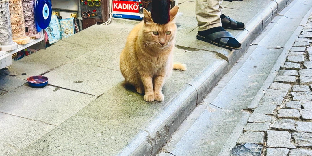 Почему в Турции так любят кошек - культ, религия и историческое наследие