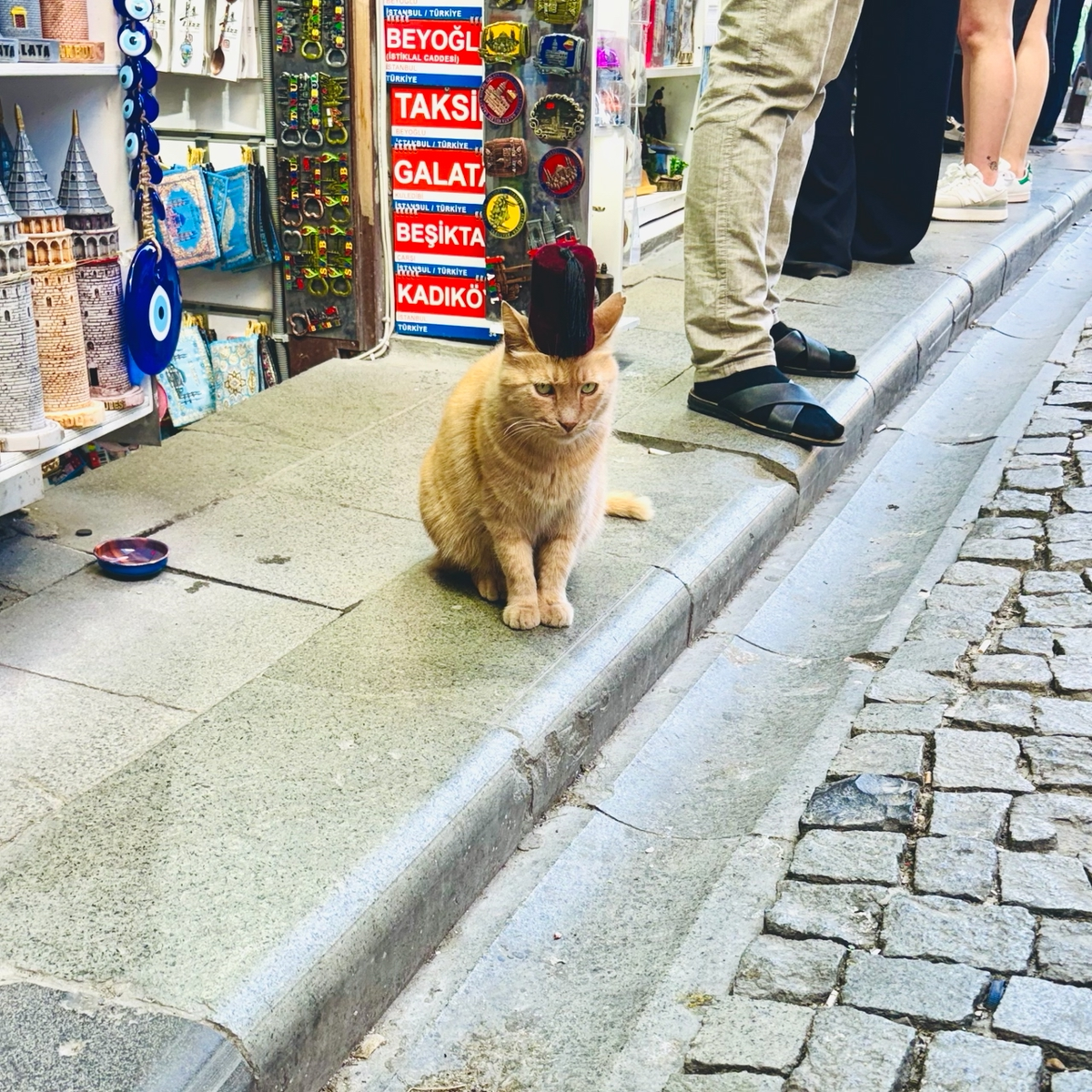 Кот в феске на торговой улице Стамбула рядом с Галатской башней
