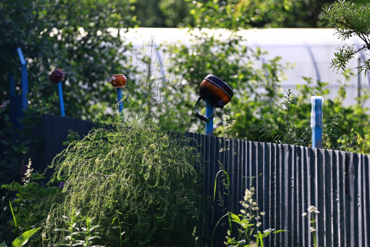 Автор фото: Павел Хацаюк / ИД «Вечерняя Казань»