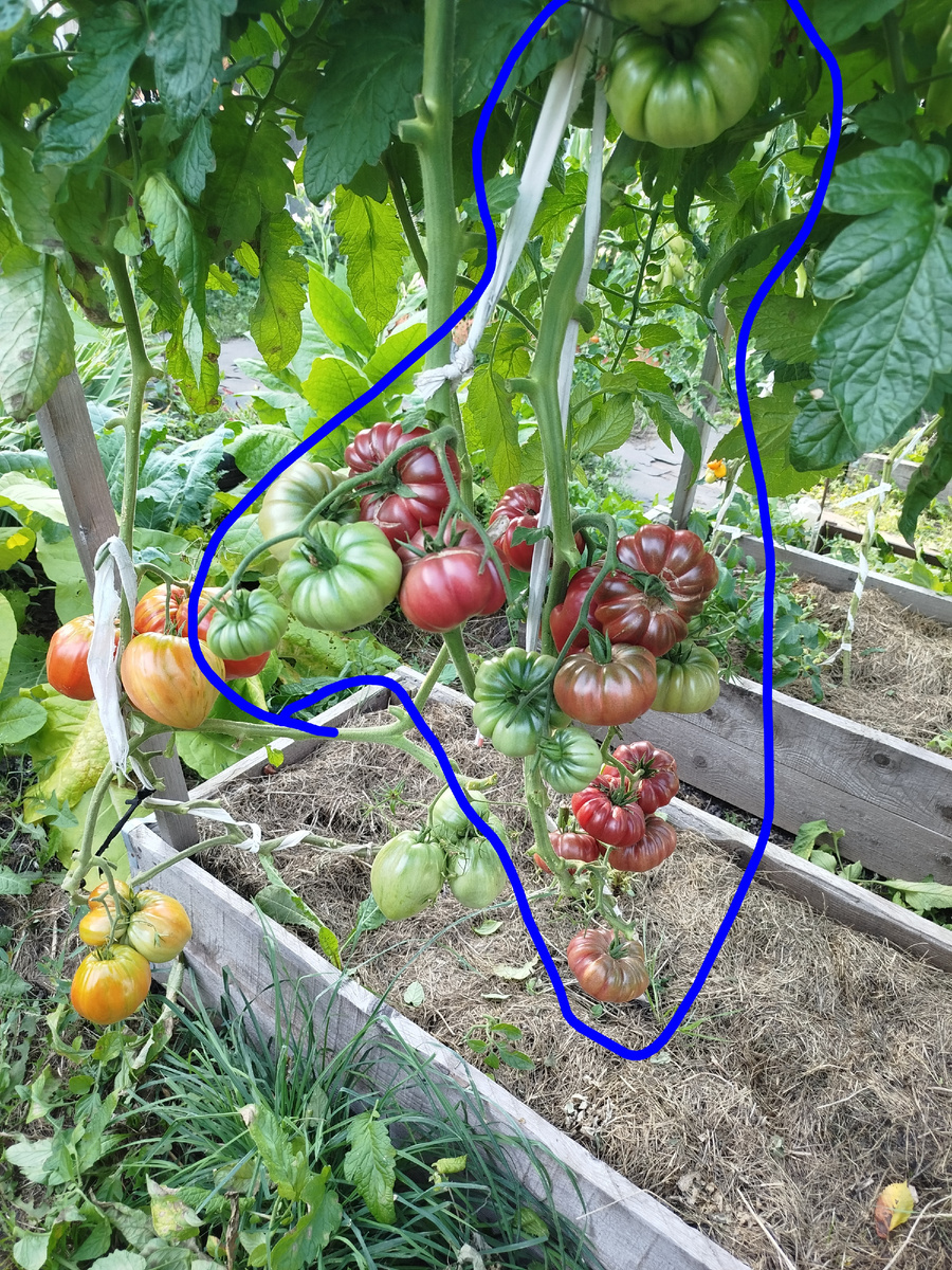 Вот он в грядке