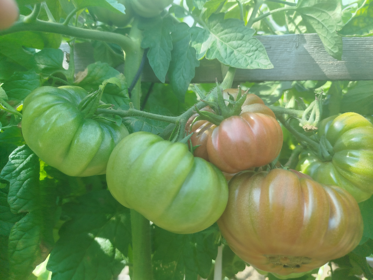 Четвертая его кисть