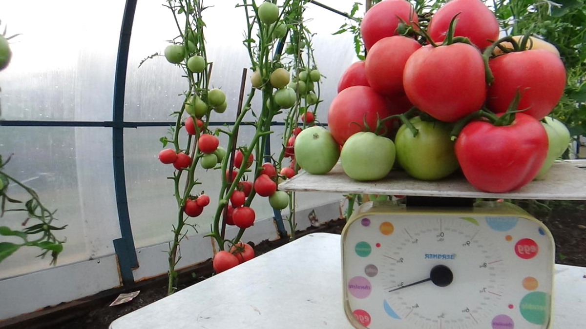 «Малиновый закат»