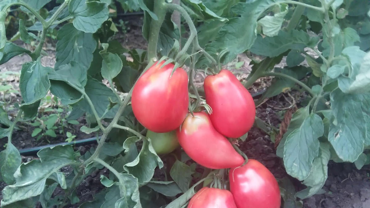 «Матрёшка»