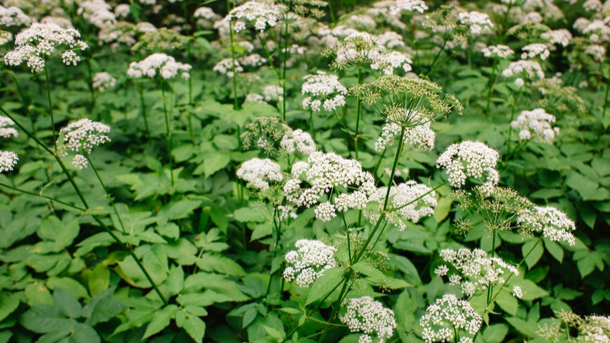 Мой участок до применения правильной дозировки доломитовой муки - сорняки заполонили все