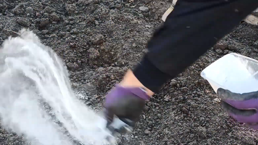 Равномерно рассыпаю муку по участку - от точности зависит весь результат