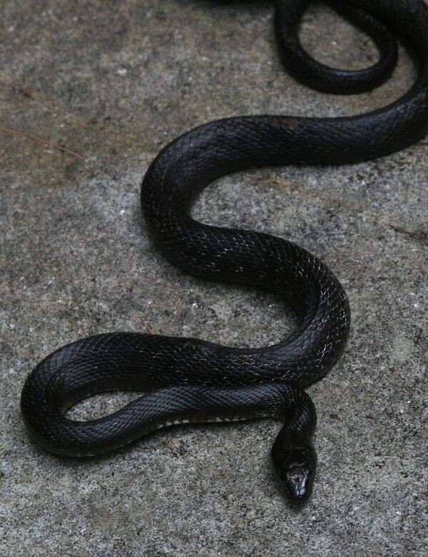 Чёрный уж - бегун. Совершенно безобидное существо. Ещё и пользу нам, двуногим, приносит.
