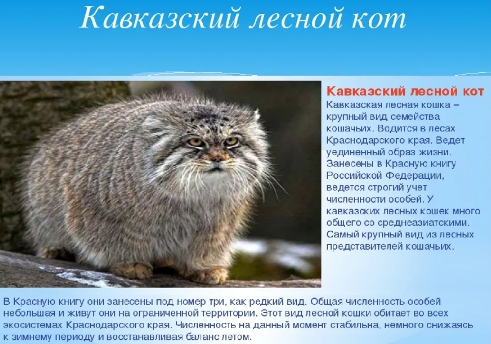 Занесен в красную книгу. Отгадайте загадку, кто виноват?