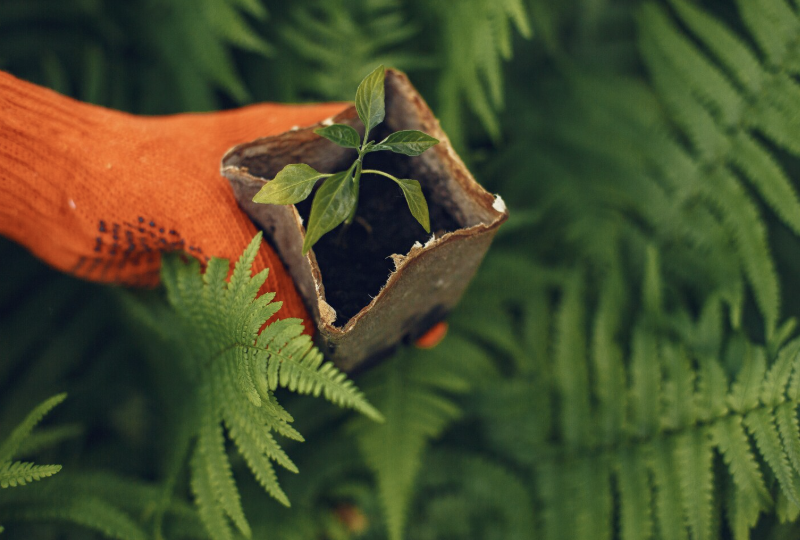 Ядовитые соседи: как распознать опасные растения и избежать беды