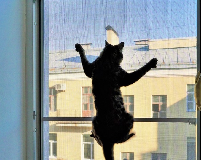 Окна и кошки. Открытое окно - безответственность владельца кошки?