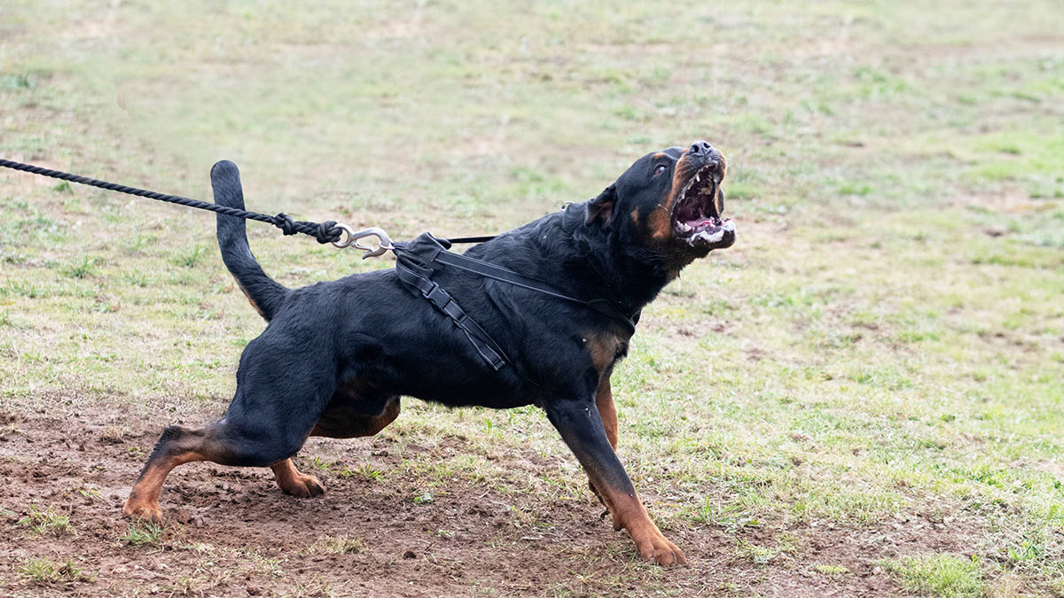 ©cynoclub / Shutterstock/Fotodom