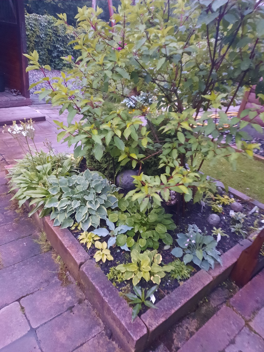 Вечернее фото начала июля