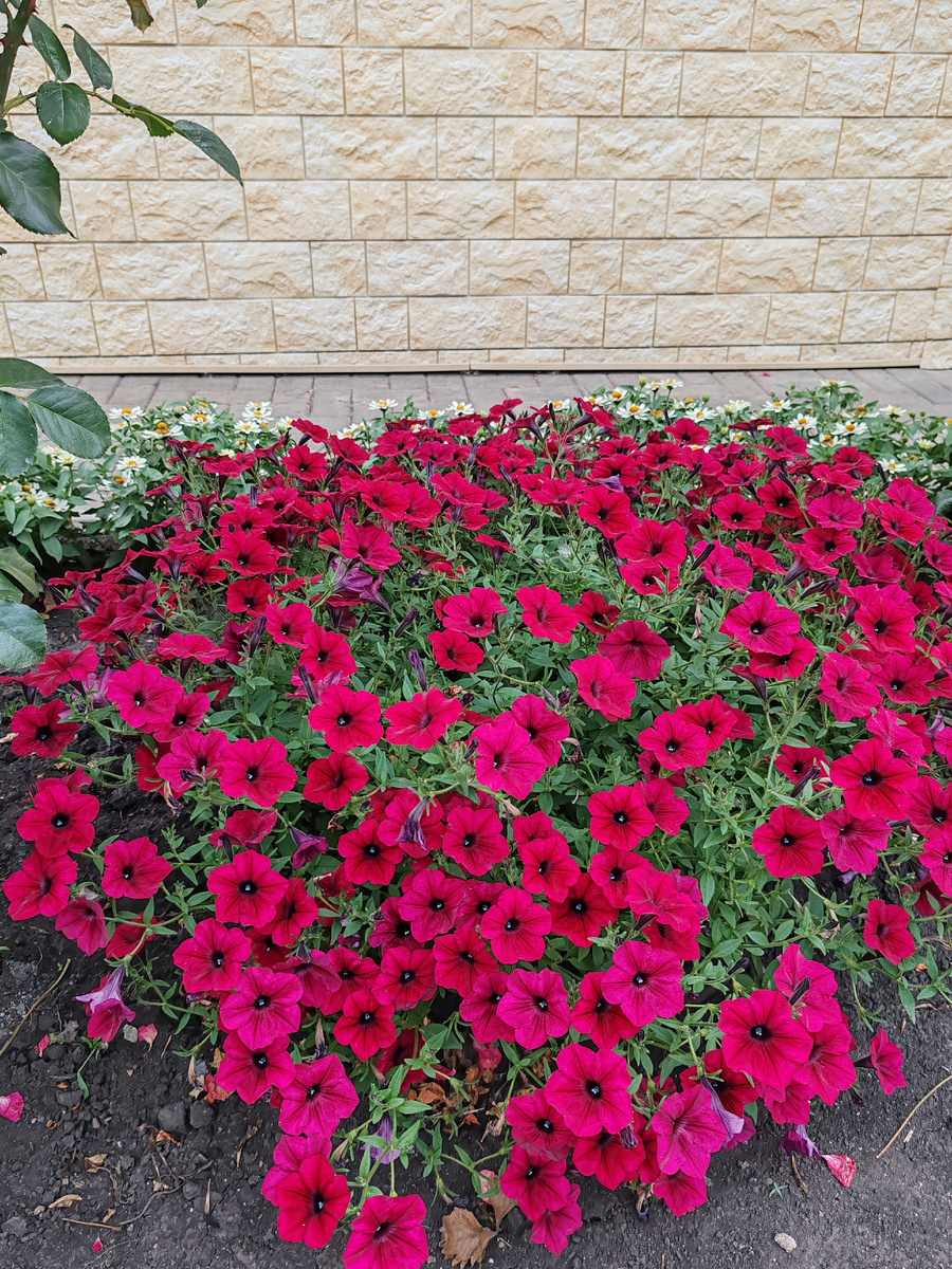 Петуния Тайдал Вейв Ред Велюр