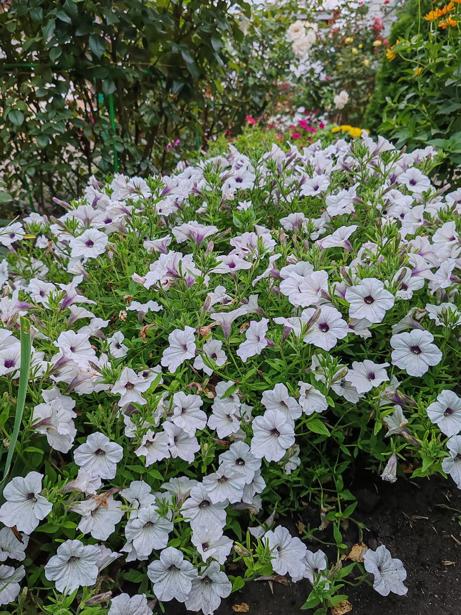 Петуния Тайдал Вейв Сильвер
