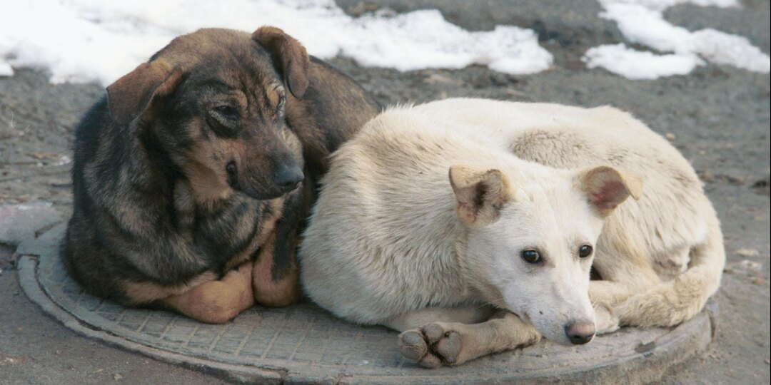 Международный день бездомных животных - что за день и когда его отмечают?