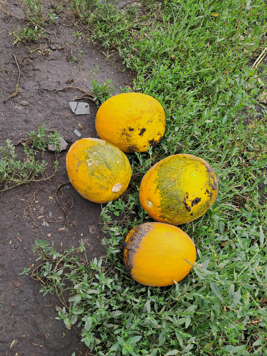 на даче-фото автора