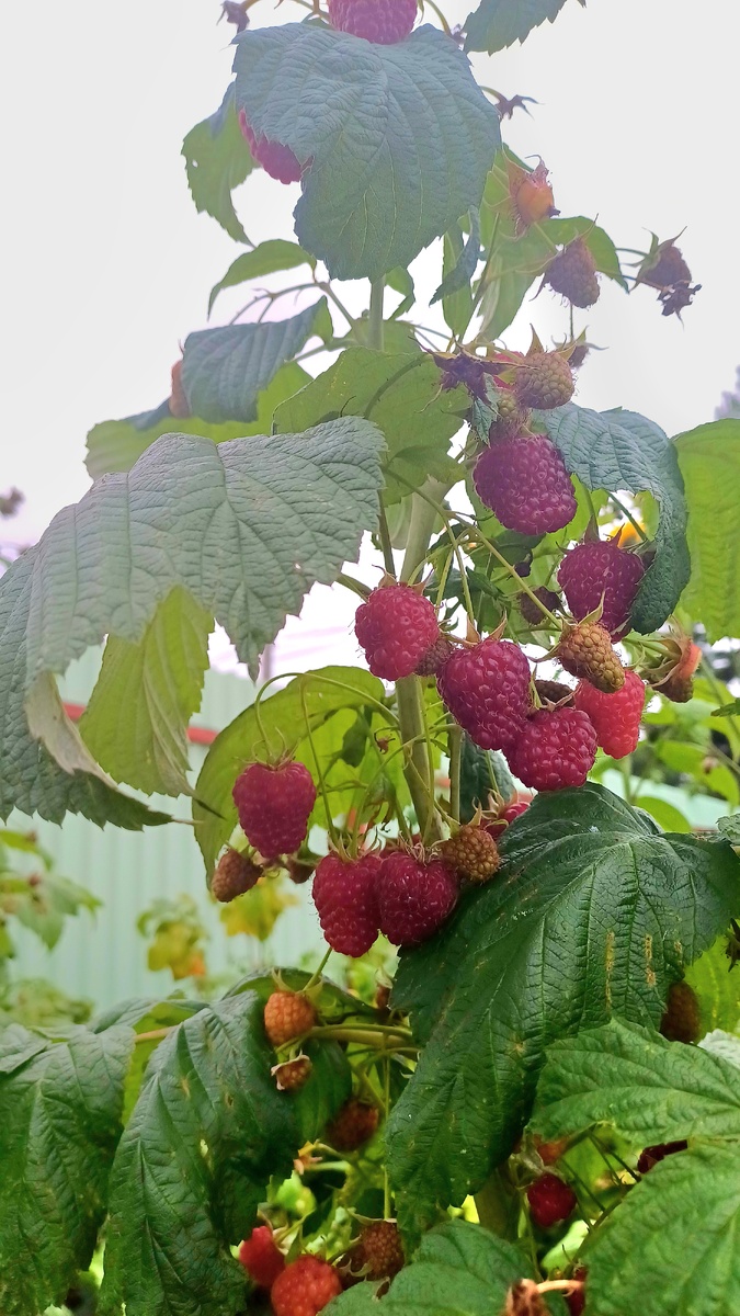 Автор - Татьяна Федотова