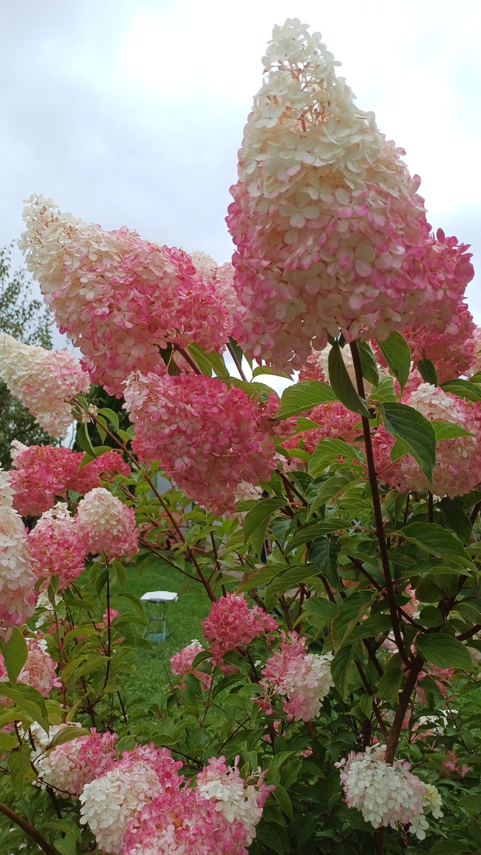 Гортензия. Автор - Татьяна Федотова