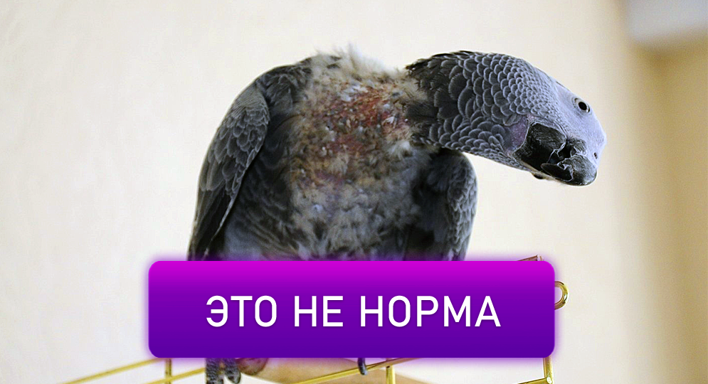 Почему лысеет попугай? Что делать и когда стоит волноваться 🐦