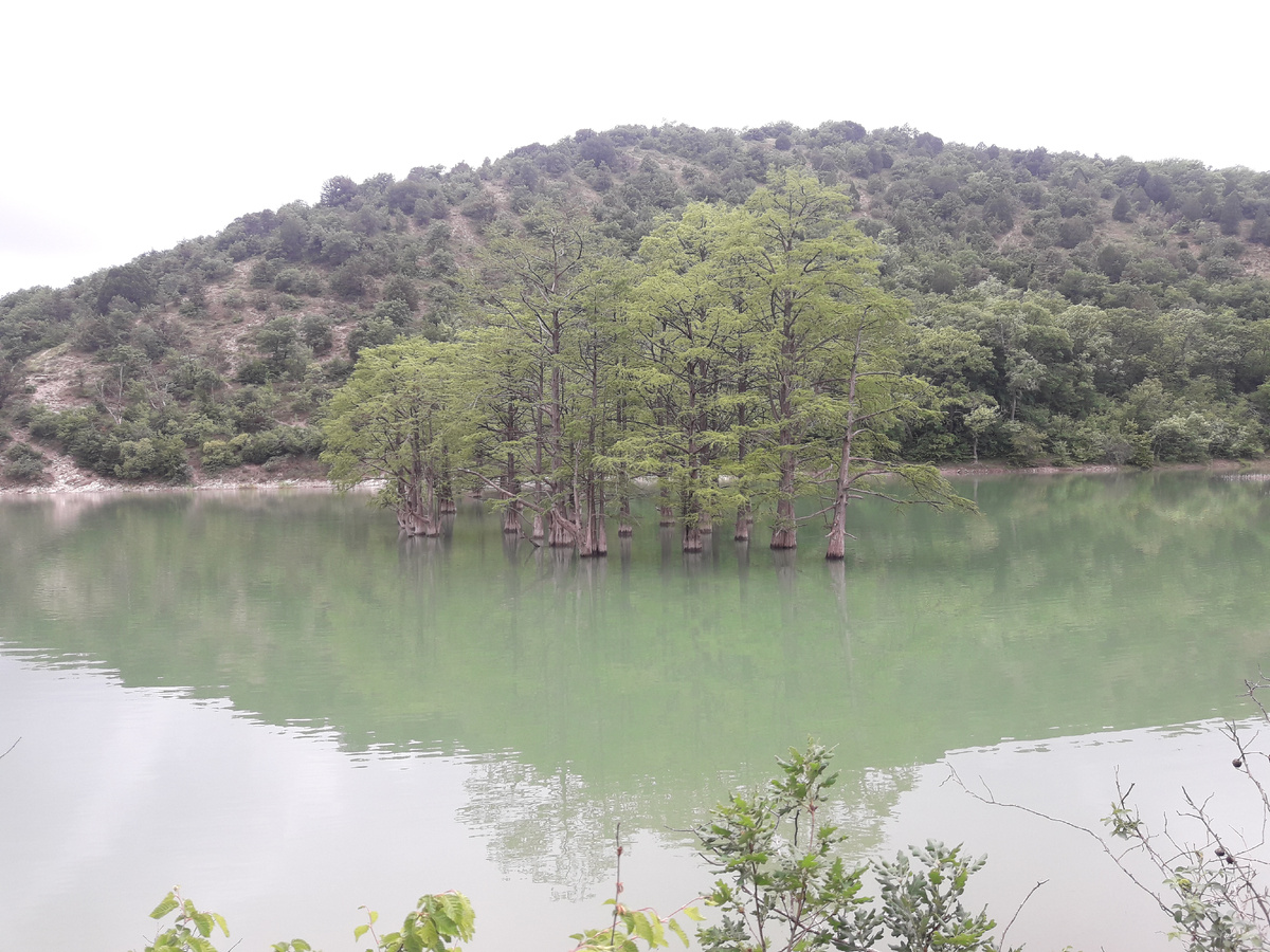 Калифорнийские кипарис, вид со склонна. 