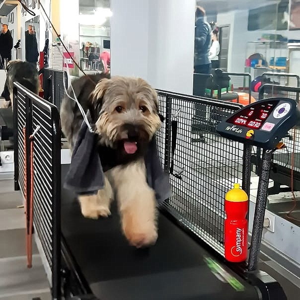 Беспородный пес Лахен на беговой дорожке. Фото из личного архива