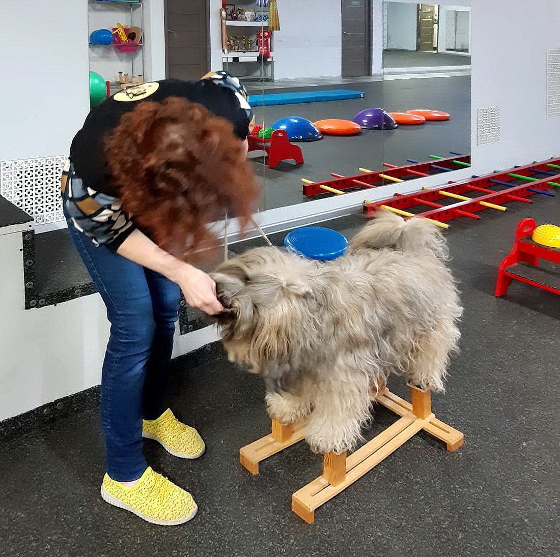 Мой тибетский терьер Меларен во время занятий в зале. Фото из личного архива