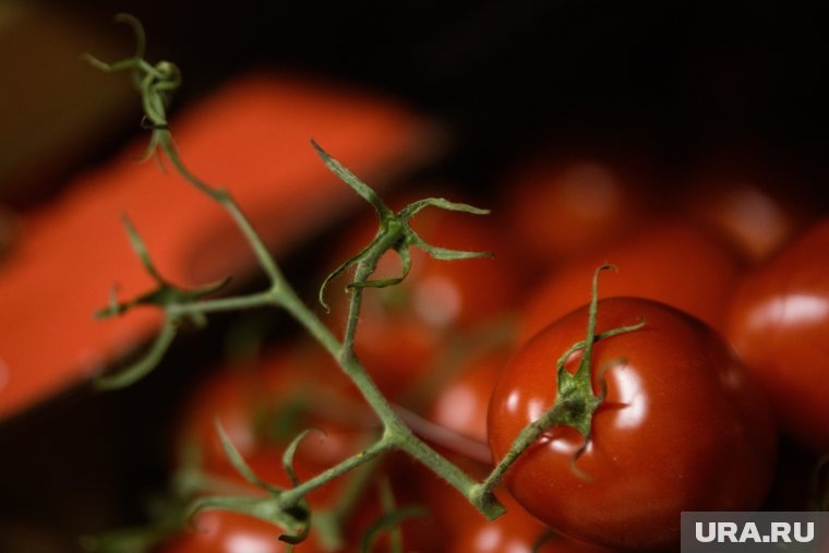 Роспотребнадзор: консервированные томаты сохраняют пользу даже после обработки