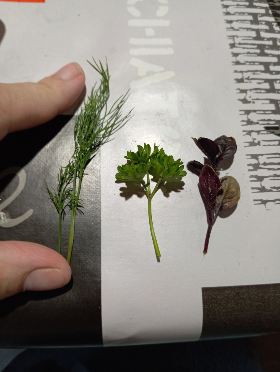 Я говорила, что выращиваю мини урожай? 