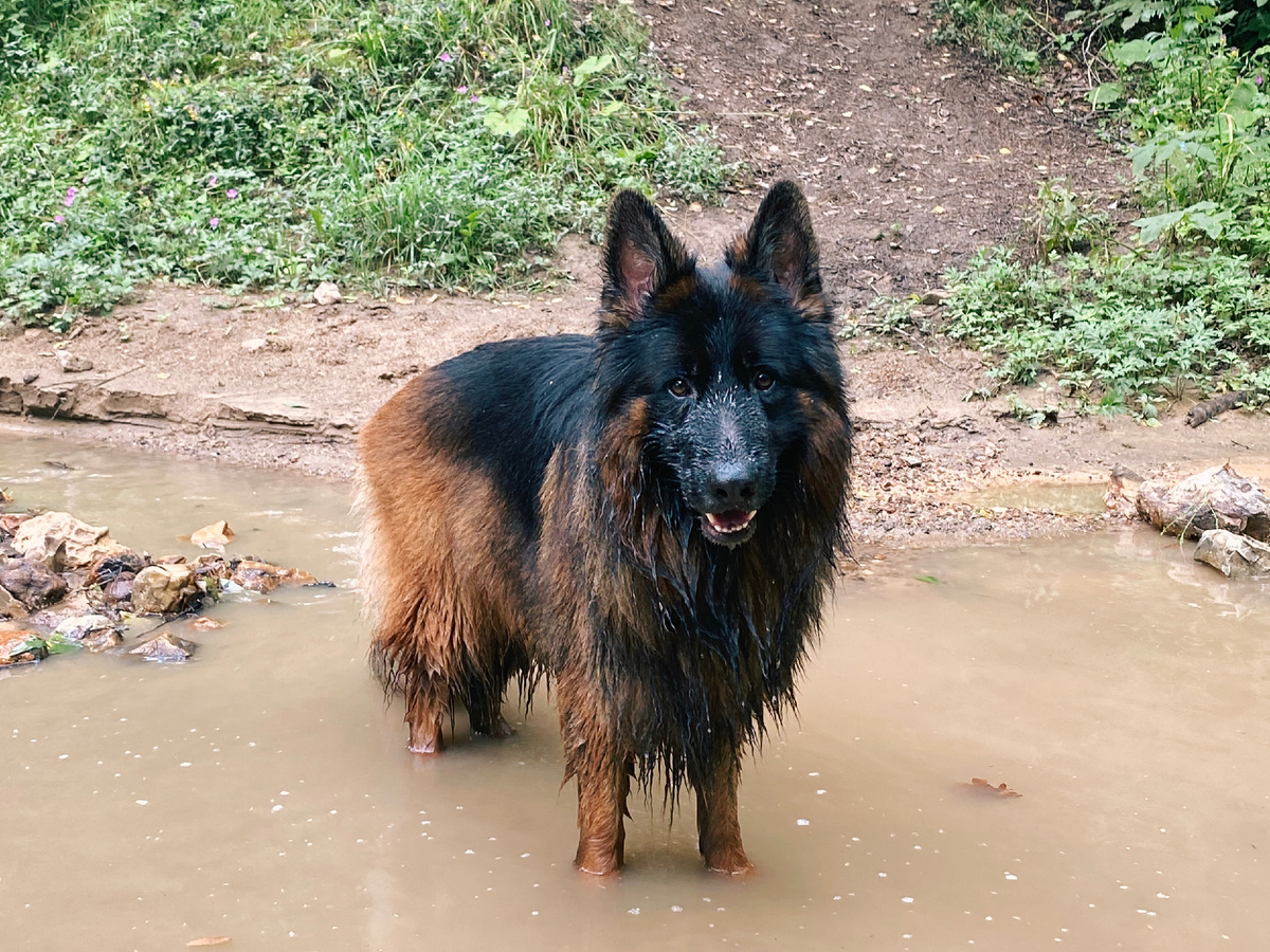 Немецкая овчарка Локи. Архив