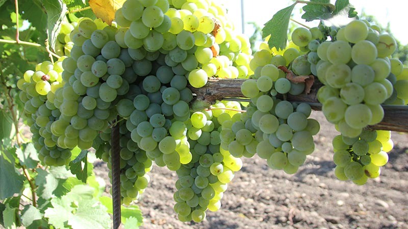    Садам и виноградникам – быть