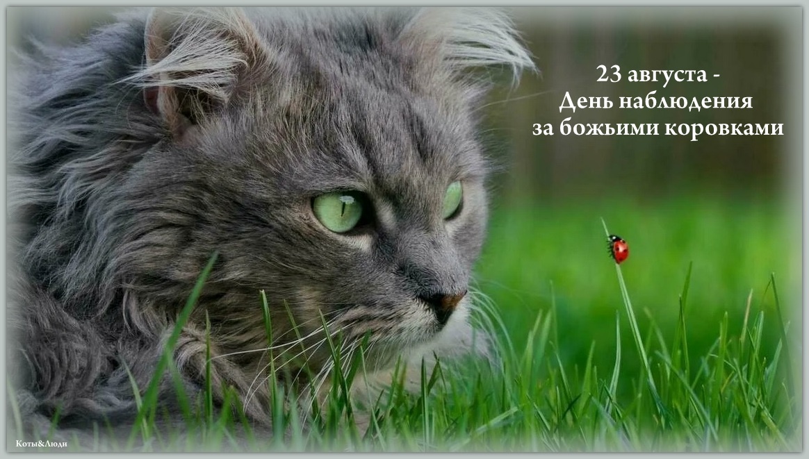 Коллаж автора