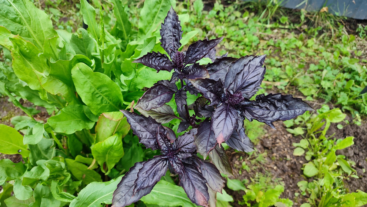 Осенние краски огорода