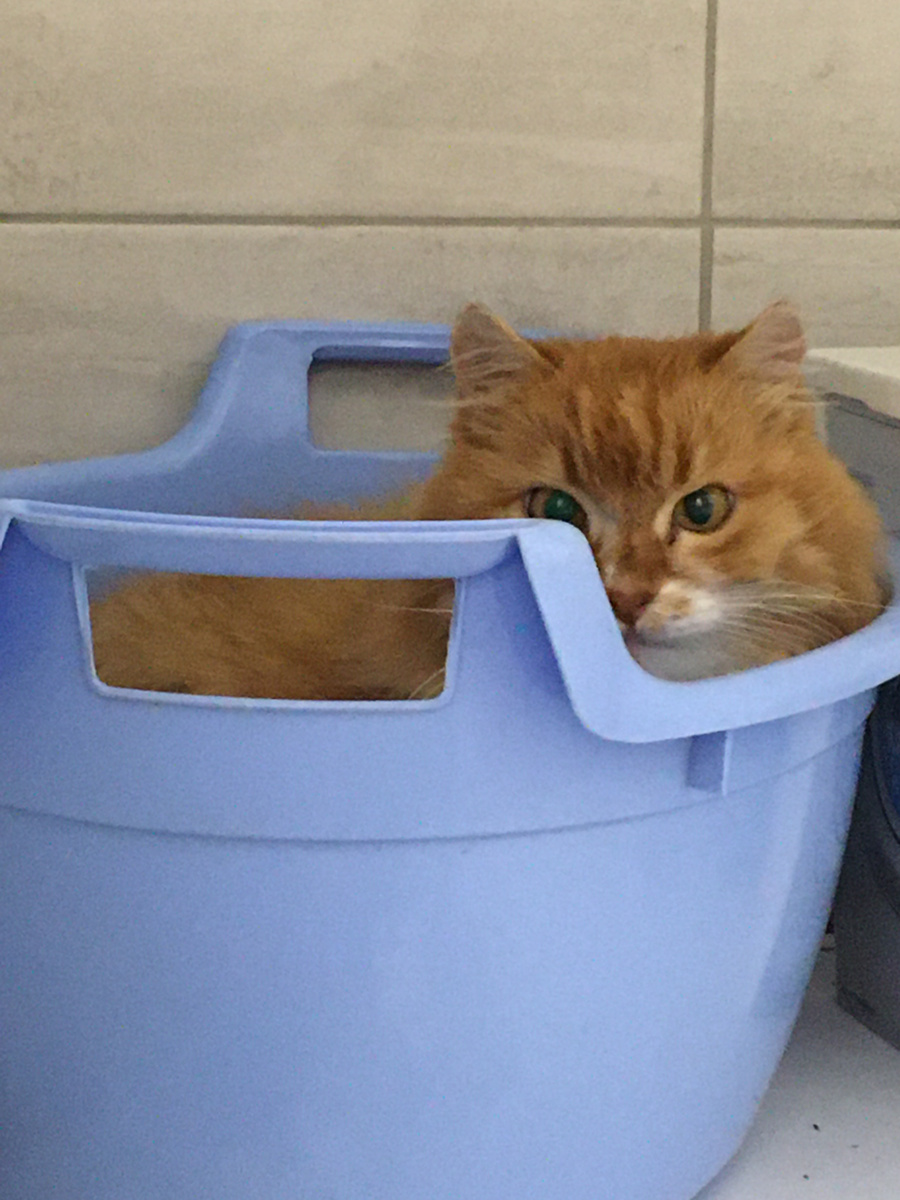 Беша в тазике. Фото автора