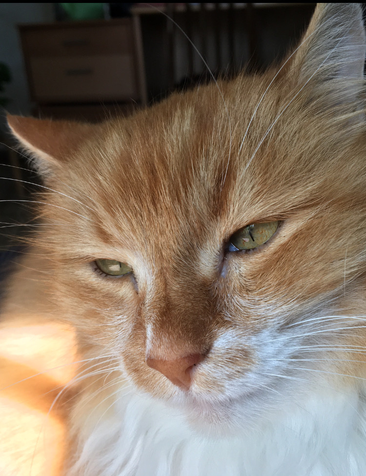 Беша. Фото автора