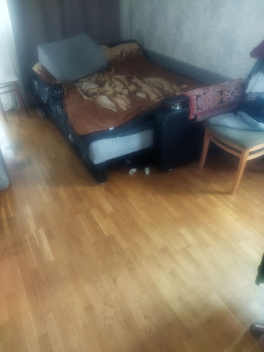 Не вытаскивайте кота из под дивана