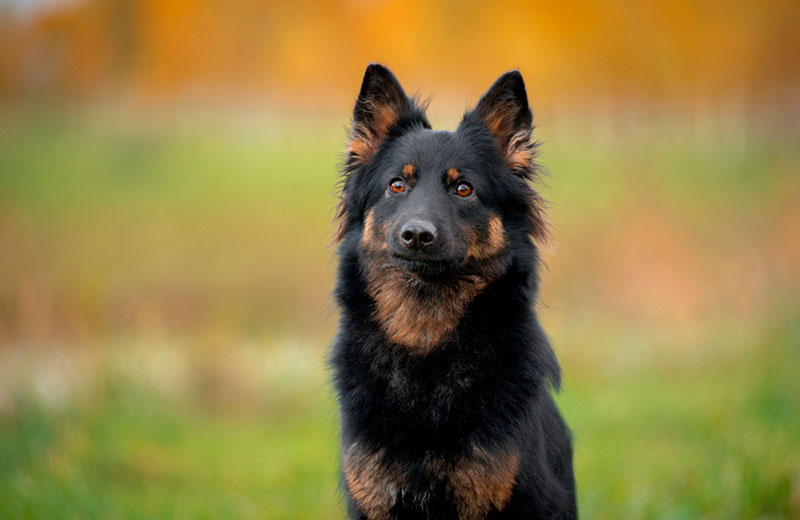 Я к вам из 12 века!