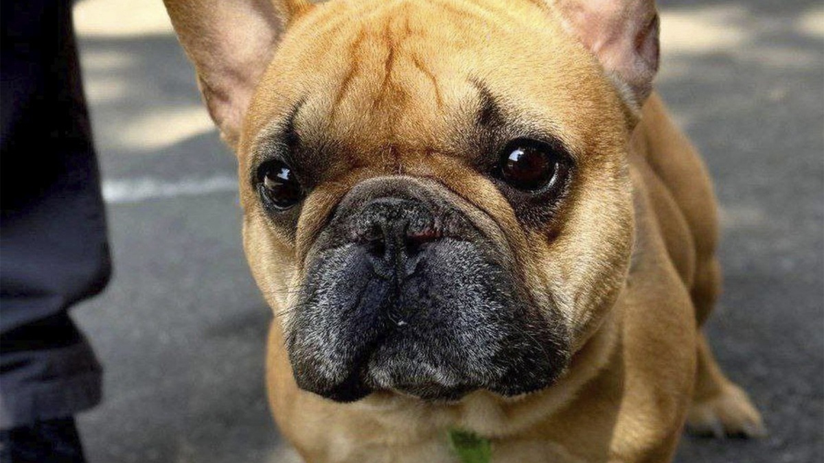    Французский бульдог Оле Буч перенес операцию в связи с брахицефалическим синдромом.