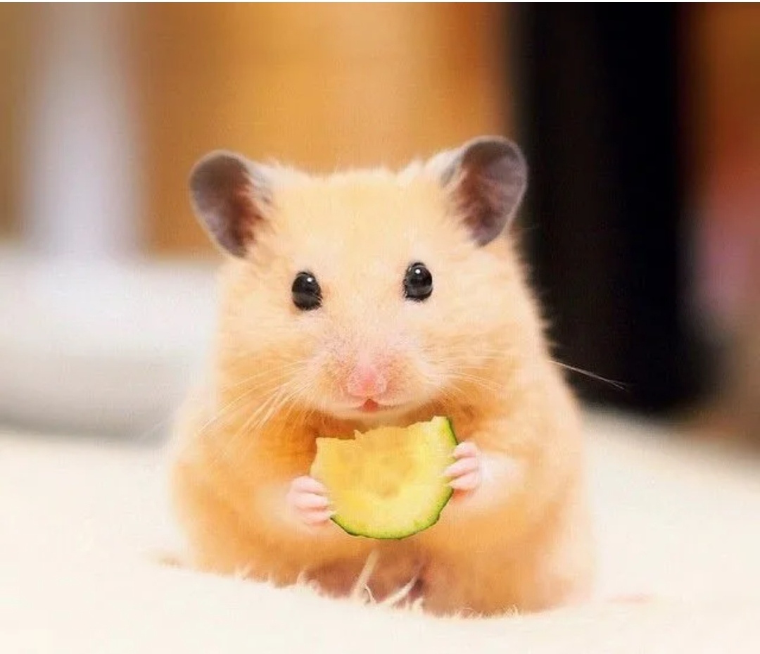 Сирийский хомяк. Фото из интернета.