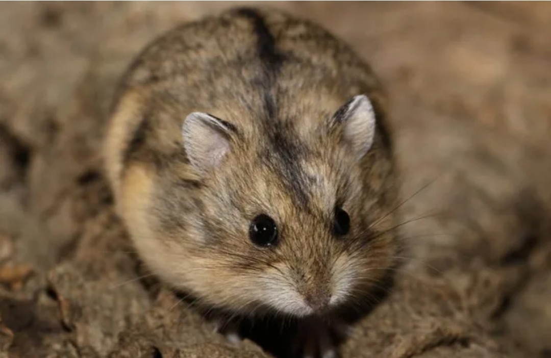 Кэмпбелла. Фото из интернета 