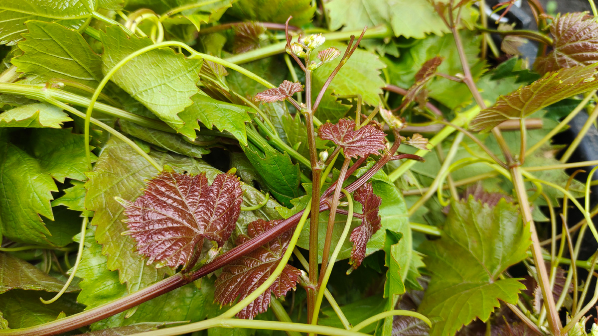 Нарезанные сегодня верхушки 