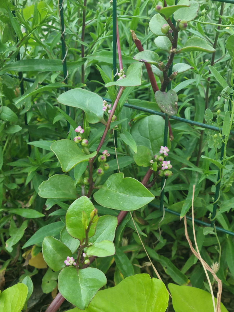 Фото: Зеленая леди: сад, семья и томатный сок