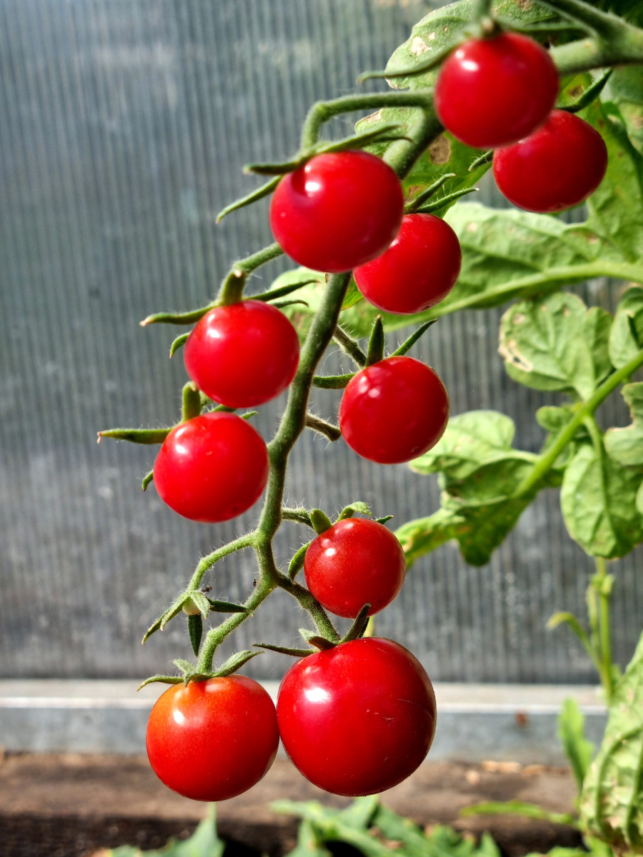 Фото: Зеленая леди: сад, семья и томатный сок