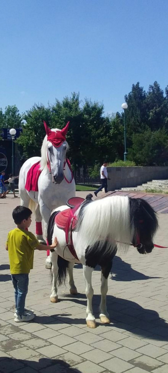 Лошадь и ребёнок: дружба, которая лечит душу и тело#