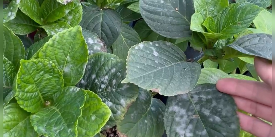 Какие гортензии чаще болеют мучнистой росой и как с ней бороться в августе-сентябре🤔