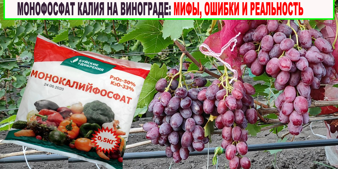 💥 Монофосфат калия: МФК - удобрение, которое не работает так, как вы думаете. Прочитайте перед применением.