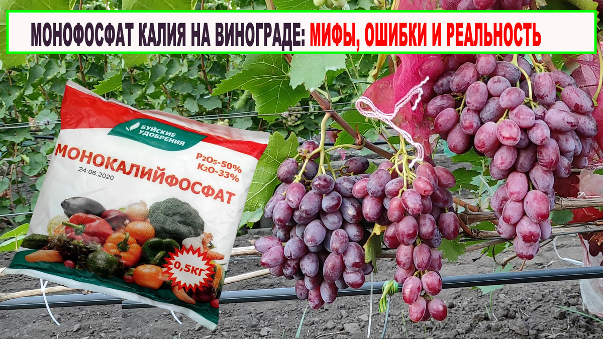 МФК на винограде.