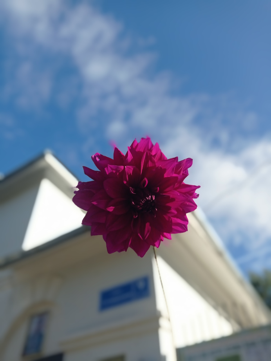 Как- будто с неба для вас прилетел цветок! Уникальный кадр от автора🥰