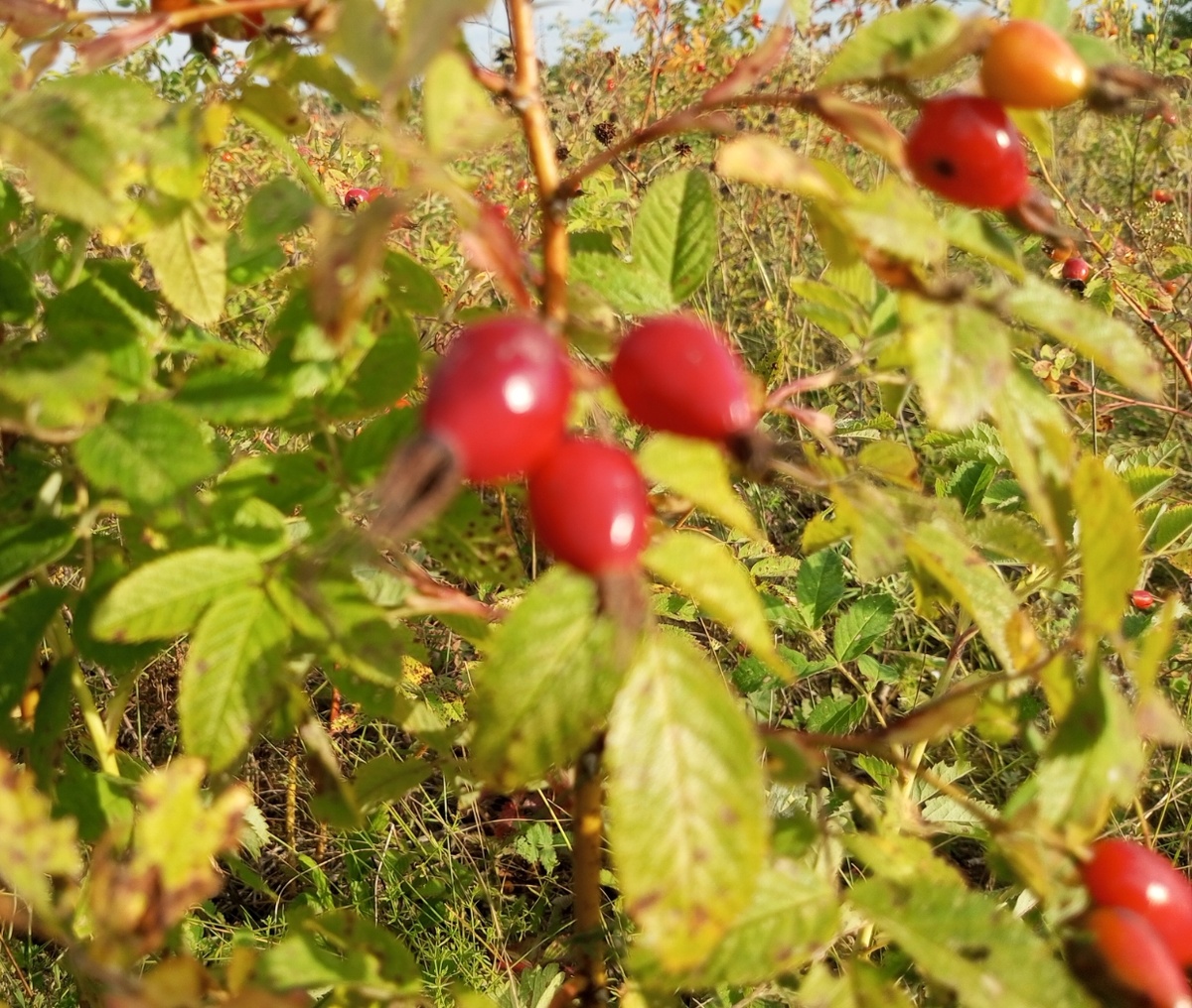 Созревающий шиповник. Есть среди него и ягода с червоточиной. Фото автора.