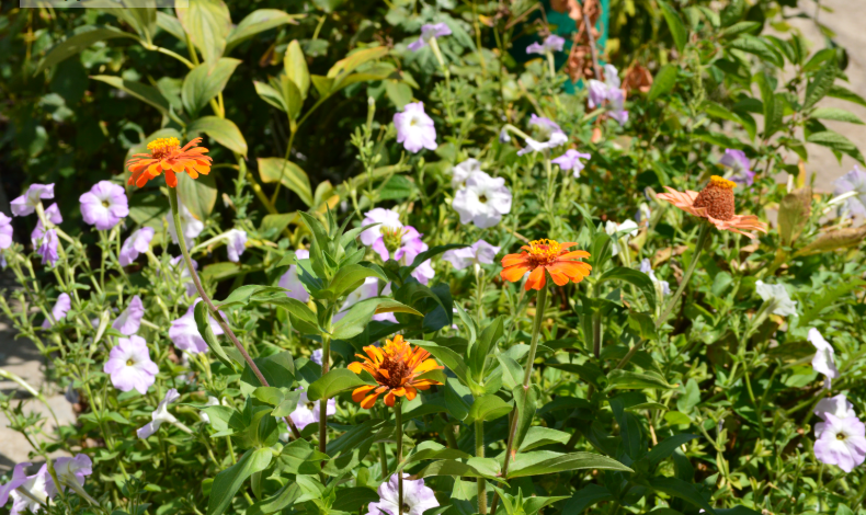 ФЙото автора . Август 2025. Летние цветочки.