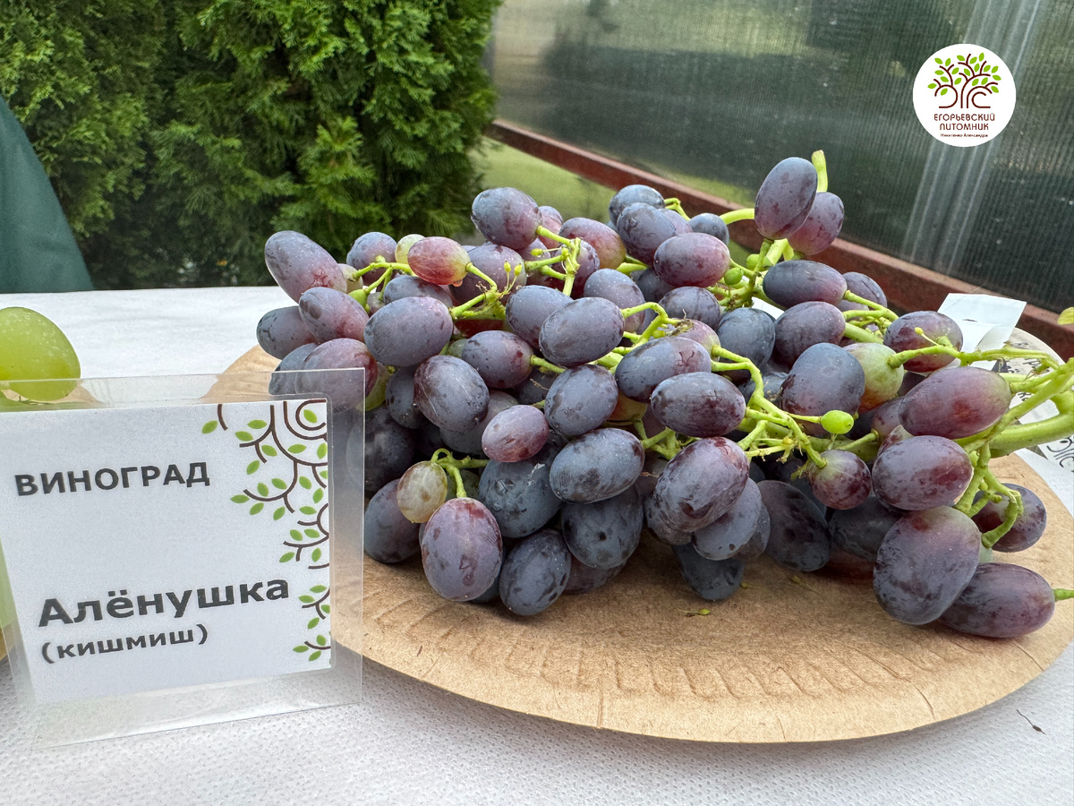 Виноград Алёнушка