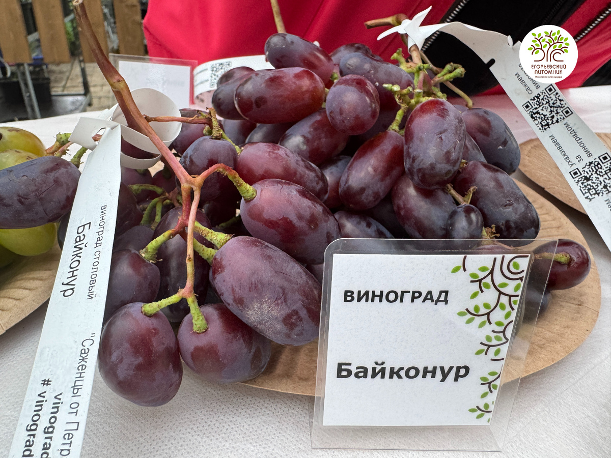 Виноград Байконур